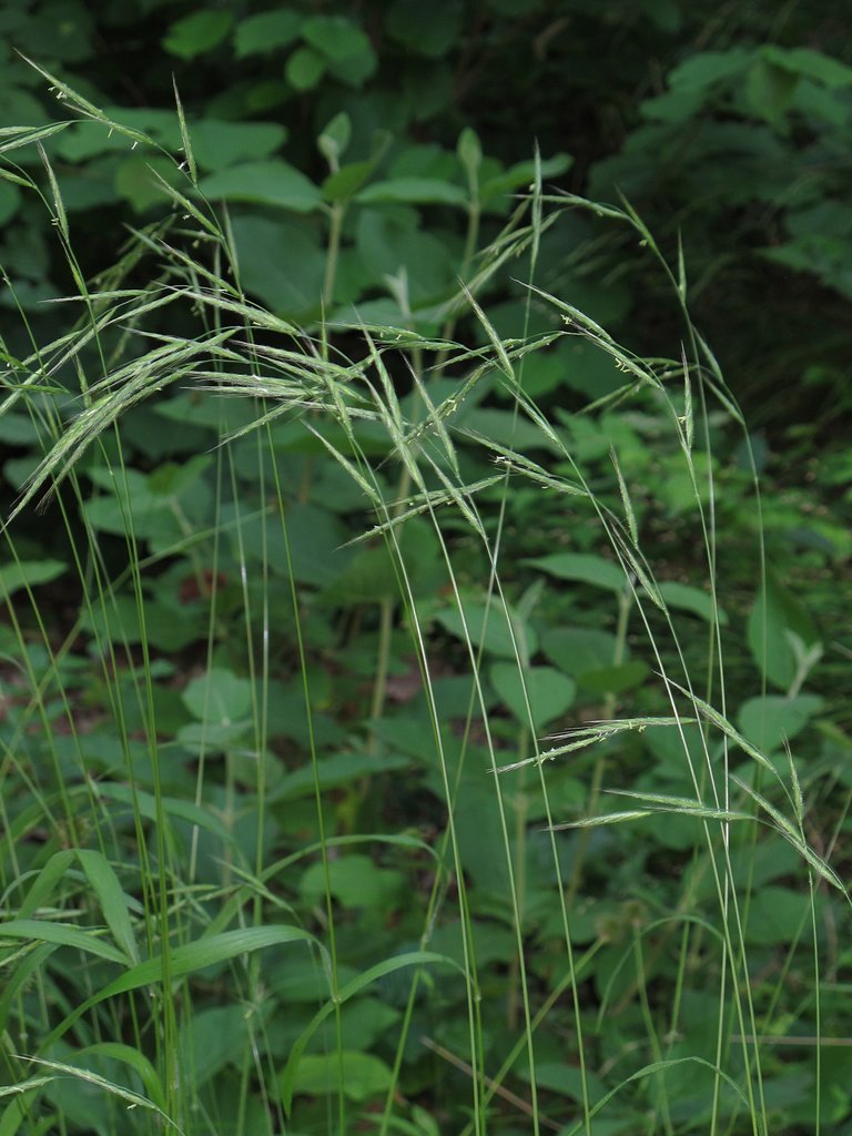 Brachypodium sylvaticum